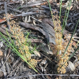 Lomandra multiflora at Wamboin, NSW - 21 Oct 2020