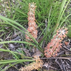 Lomandra multiflora at Wamboin, NSW - 21 Oct 2020