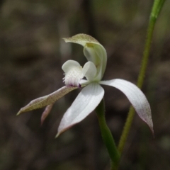Caladenia moschata (Musky Caps) at Stromlo, ACT - 25 Oct 2022 by RobG1