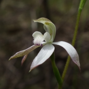 Caladenia moschata at Stromlo, ACT - 25 Oct 2022