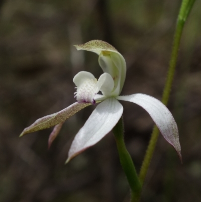 Caladenia moschata (Musky Caps) at Stromlo, ACT - 25 Oct 2022 by RobG1