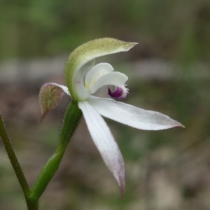 Caladenia moschata at Stromlo, ACT - 25 Oct 2022