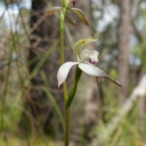 Caladenia moschata at Stromlo, ACT - 25 Oct 2022