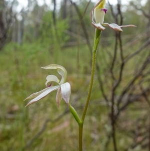 Caladenia moschata at Stromlo, ACT - 25 Oct 2022