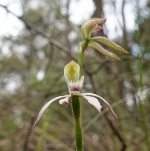 Caladenia moschata at Stromlo, ACT - 25 Oct 2022