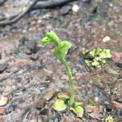 Hymenochilus cycnocephalus (Swan greenhood) at Wamboin, NSW - 1 Oct 2021 by Devesons