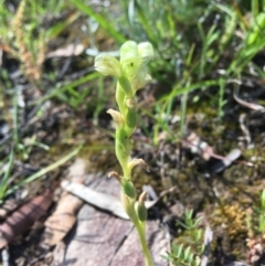 Hymenochilus cycnocephalus at Wamboin, NSW - suppressed