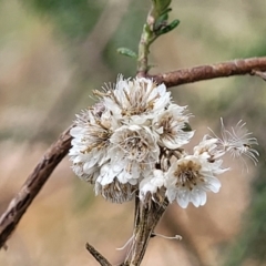 Ozothamnus diosmifolius (Rice Flower, White Dogwood, Sago Bush) at Nambucca Heads, NSW - 31 Oct 2022 by trevorpreston