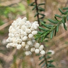 Ozothamnus diosmifolius at Nambucca Heads, NSW - 31 Oct 2022 11:50 AM