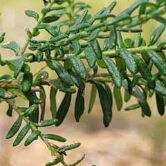 Ozothamnus diosmifolius at Nambucca Heads, NSW - 31 Oct 2022 11:50 AM