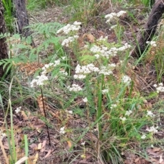 Ozothamnus diosmifolius at Nambucca Heads, NSW - 31 Oct 2022