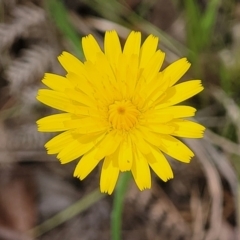 Hypochaeris radicata (Cat's Ear, Flatweed) at Nambucca State Forest - 31 Oct 2022 by trevorpreston