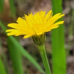 Hypochaeris radicata at Nambucca Heads, NSW - 31 Oct 2022