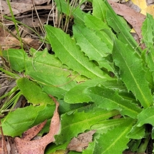 Hypochaeris radicata at Nambucca Heads, NSW - 31 Oct 2022