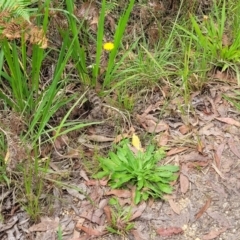 Hypochaeris radicata at Nambucca Heads, NSW - 31 Oct 2022