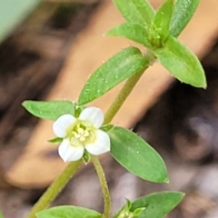 Unidentified Other Wildflower or Herb (TBC) at Nambucca Heads, NSW - 31 Oct 2022 by trevorpreston