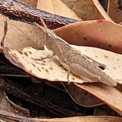 Unidentified Grasshopper (several families) (TBC) at Nambucca Heads, NSW - 31 Oct 2022 by trevorpreston