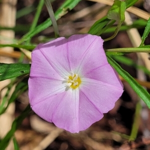 Polymeria calycina at Nambucca Heads, NSW - 31 Oct 2022