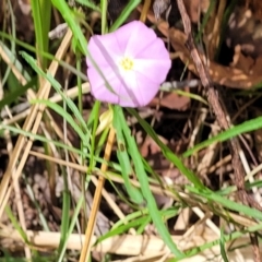 Polymeria calycina at Nambucca Heads, NSW - 31 Oct 2022