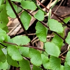 Lindsaea linearis (Screw Fern) at Nambucca Heads, NSW - 31 Oct 2022 by trevorpreston