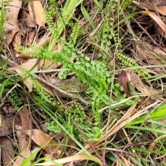 Lindsaea linearis at Nambucca Heads, NSW - 31 Oct 2022 11:37 AM