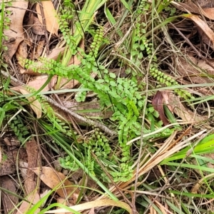 Lindsaea linearis at Nambucca Heads, NSW - 31 Oct 2022