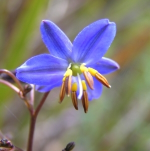 Dianella revoluta var. revoluta at Molonglo Valley, ACT - 30 Oct 2022