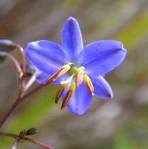 Dianella revoluta var. revoluta at Molonglo Valley, ACT - 30 Oct 2022