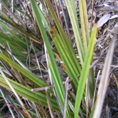 Dianella revoluta var. revoluta at Molonglo Valley, ACT - 30 Oct 2022 11:31 AM