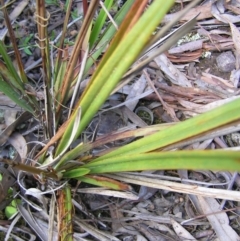 Dianella revoluta var. revoluta at Molonglo Valley, ACT - 30 Oct 2022