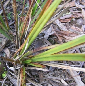 Dianella revoluta var. revoluta at Molonglo Valley, ACT - 30 Oct 2022