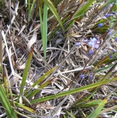 Dianella revoluta var. revoluta at Molonglo Valley, ACT - 30 Oct 2022 11:31 AM