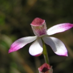 Caladenia moschata (Musky Caps) at Black Mountain - 30 Oct 2022 by MatthewFrawley