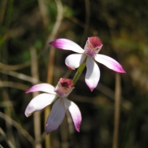 Caladenia moschata at Molonglo Valley, ACT - suppressed