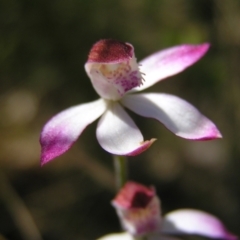 Caladenia moschata at Molonglo Valley, ACT - suppressed