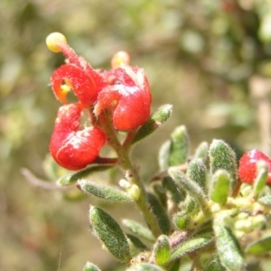 Grevillea alpina at Molonglo Valley, ACT - 30 Oct 2022