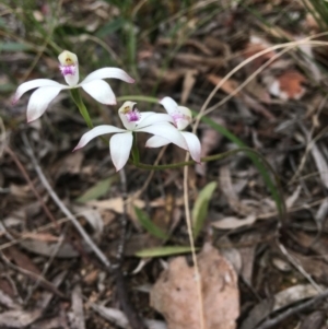Caladenia ustulata at Wamboin, NSW - 30 Oct 2021