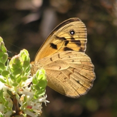 Heteronympha merope (Common Brown Butterfly) at Molonglo Valley, ACT - 30 Oct 2022 by MatthewFrawley