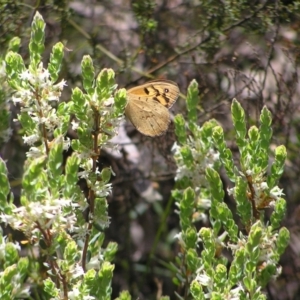 Heteronympha merope at Molonglo Valley, ACT - 30 Oct 2022 11:45 AM