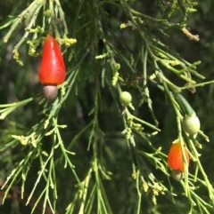 Exocarpos cupressiformis (Cherry Ballart) at QPRC LGA - 20 Dec 2020 by Devesons