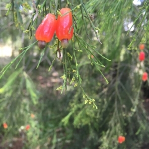 Exocarpos cupressiformis at Wamboin, NSW - 20 Dec 2020