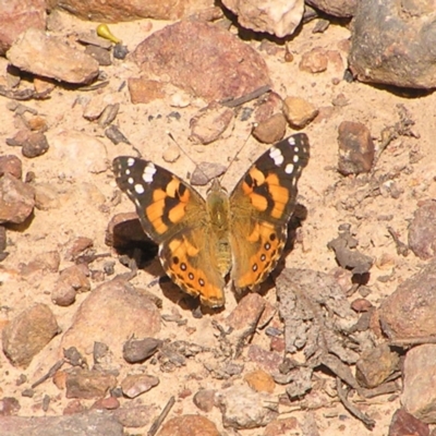 Vanessa kershawi (Australian Painted Lady) at Molonglo Valley, ACT - 30 Oct 2022 by MatthewFrawley