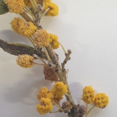 Acacia brachybotrya (Grey Mulga, Grey Wattle) at Watson, ACT - 18 Oct 2022 by gregbaines