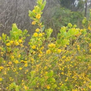 Acacia brachybotrya at Watson, ACT - 18 Oct 2022 12:43 PM