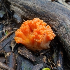 Ramaria sp. (A Coral fungus) at Stromlo, ACT - 26 Oct 2022 by RobG1