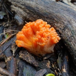 Ramaria sp. at Stromlo, ACT - 26 Oct 2022