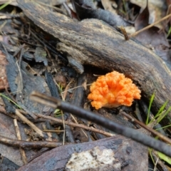 Ramaria sp. at Stromlo, ACT - 26 Oct 2022