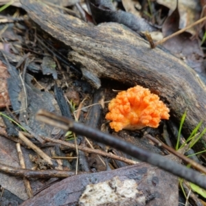 Ramaria sp. at Stromlo, ACT - 26 Oct 2022