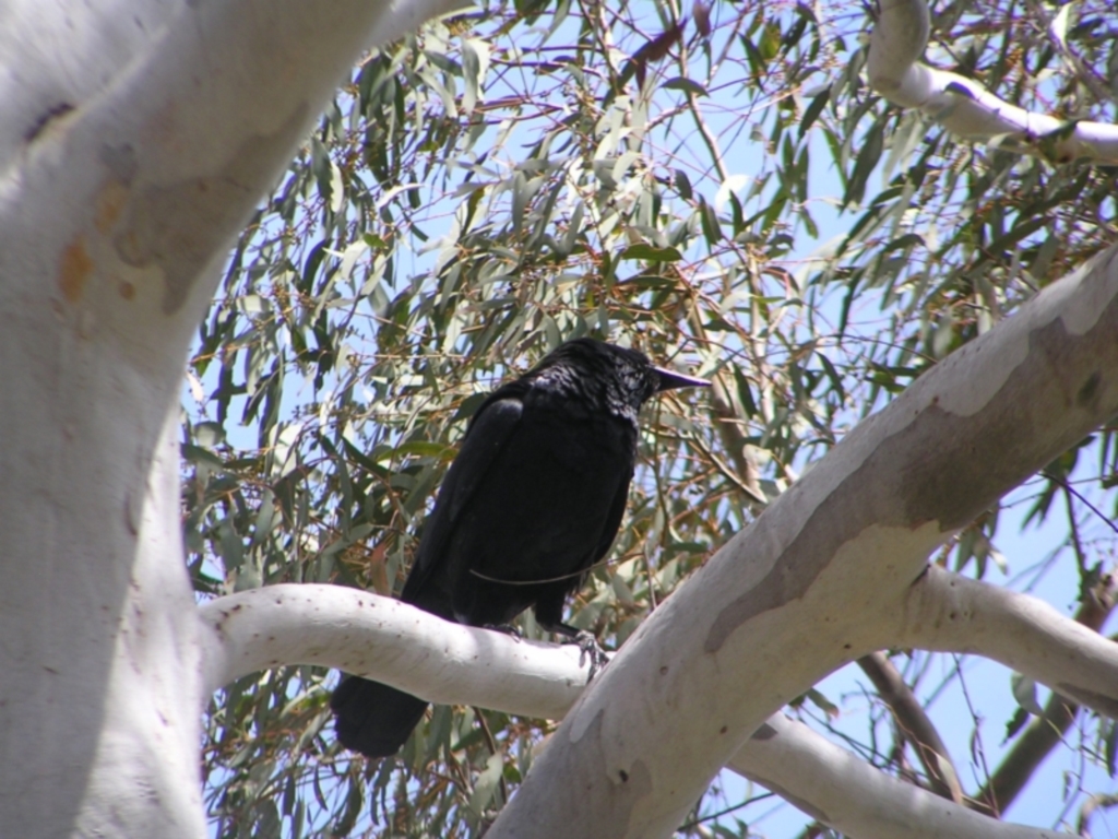 Corvus coronoides at Molonglo Valley, ACT - 30 Oct 2022