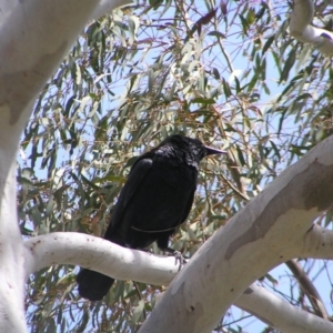 Corvus coronoides at Molonglo Valley, ACT - 30 Oct 2022
